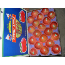 Fresh Gala Apple New Crop for Sale